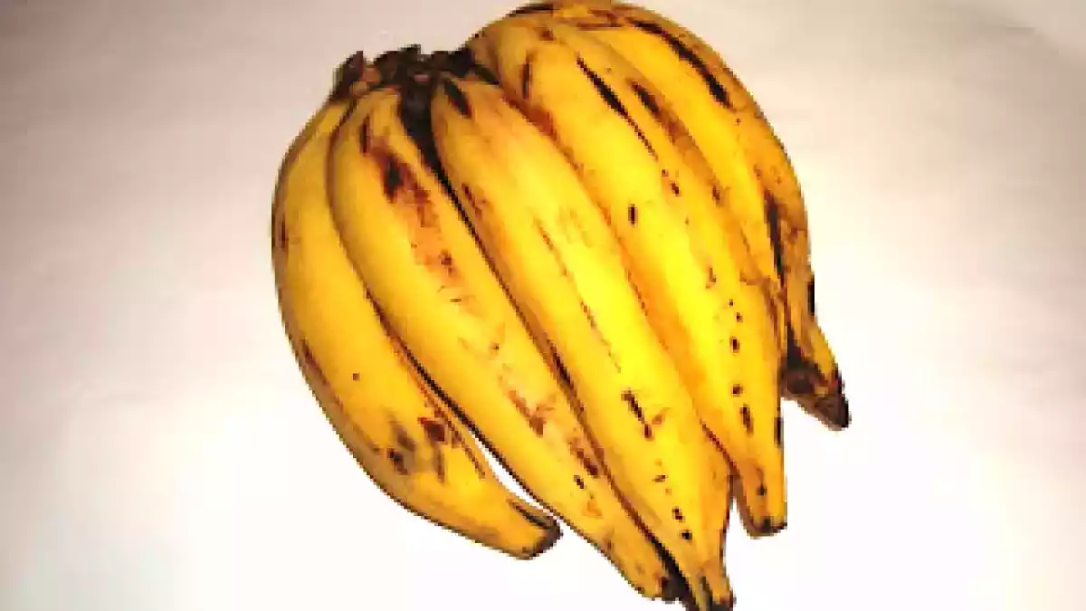 Banana-da-terra