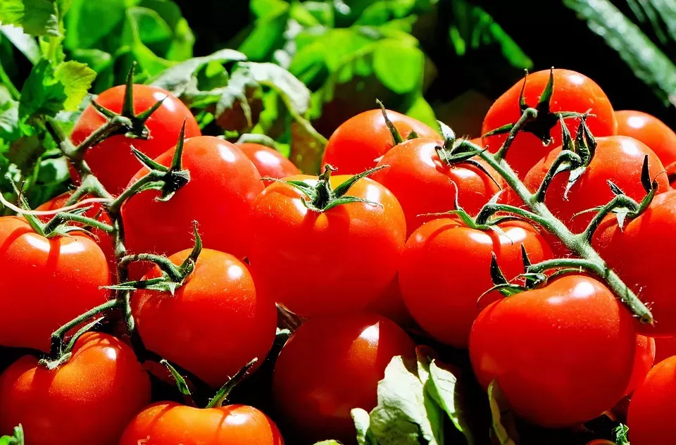 Como descascar os tomates facilmente?