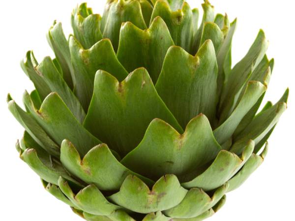 Alcachofra