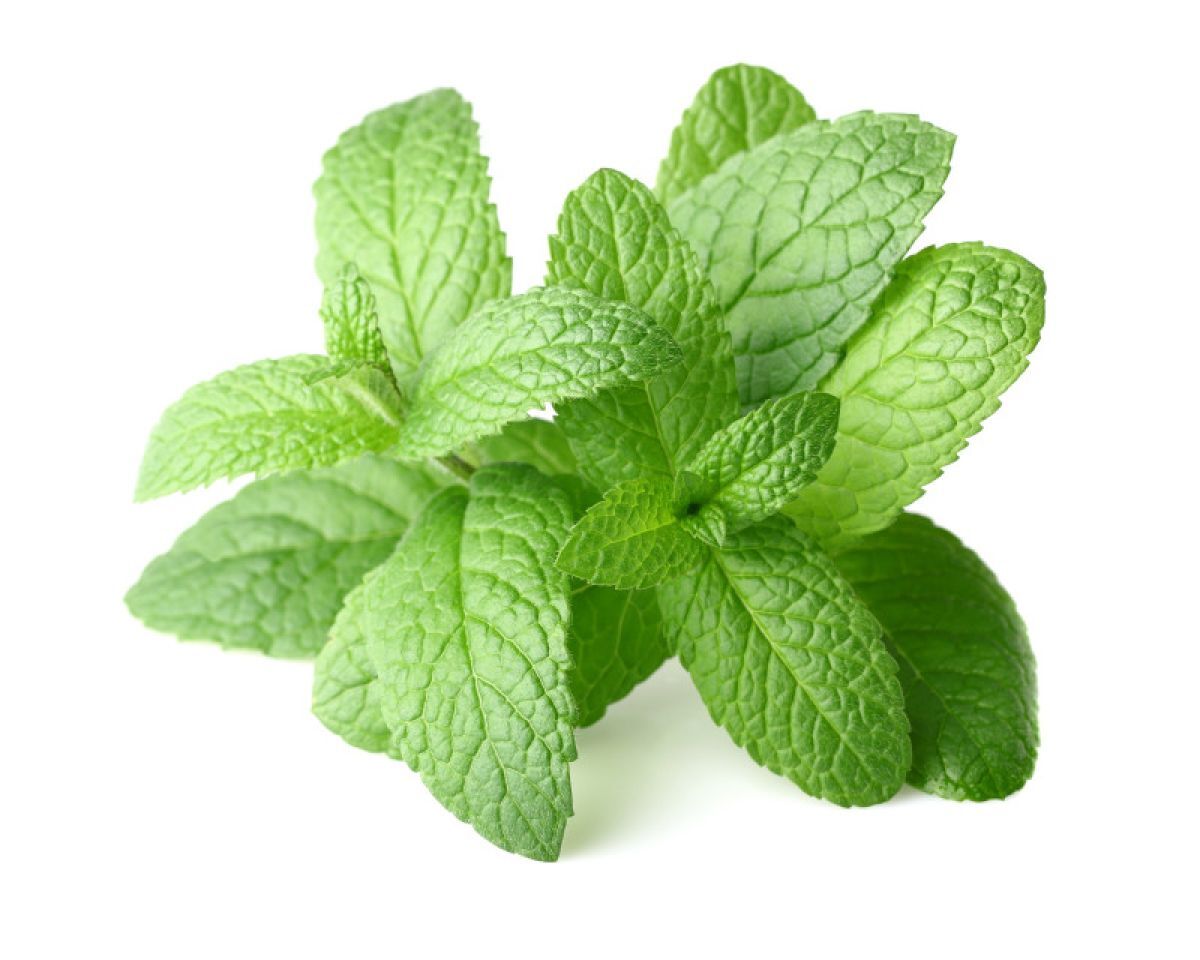 Menta
