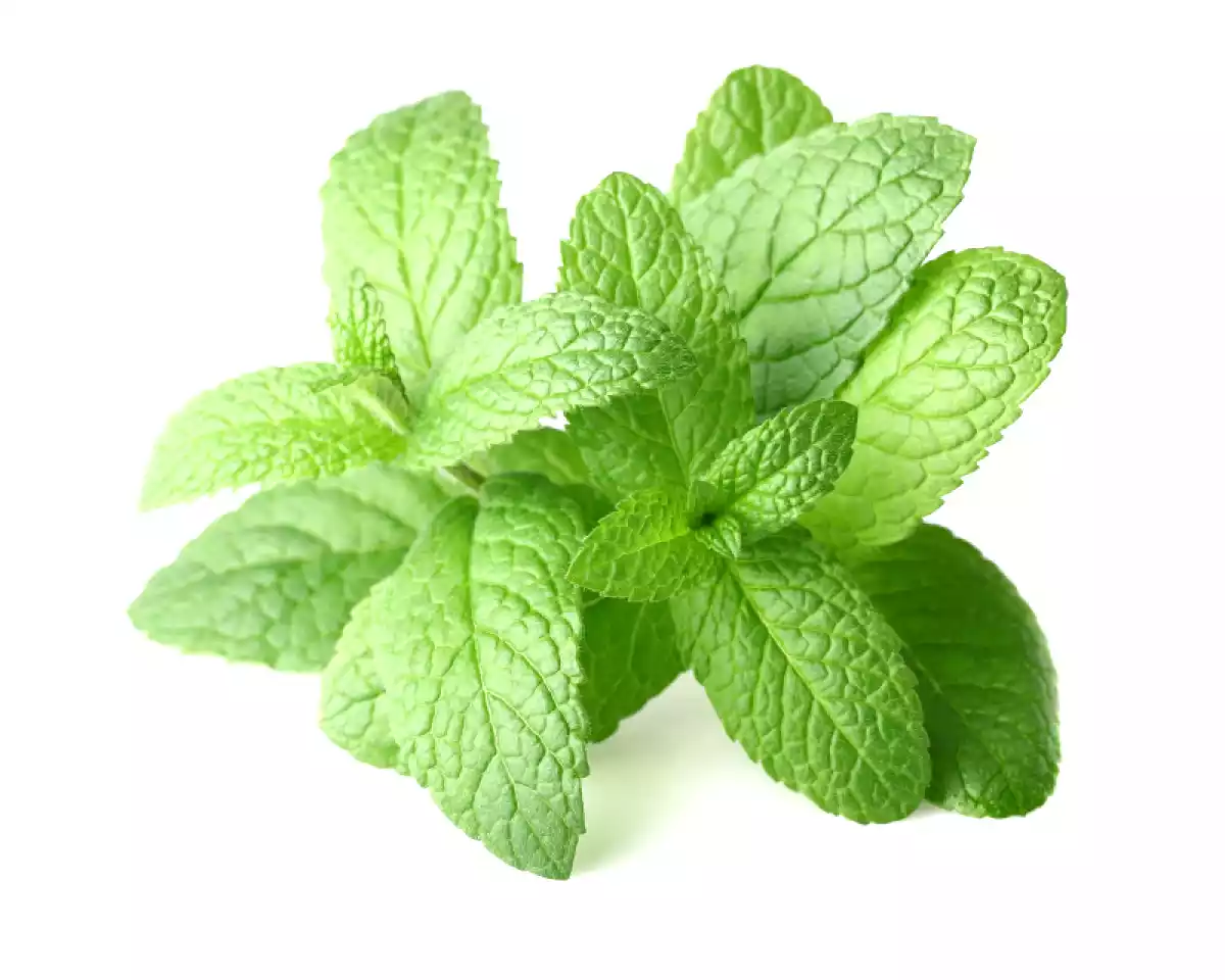 Menta