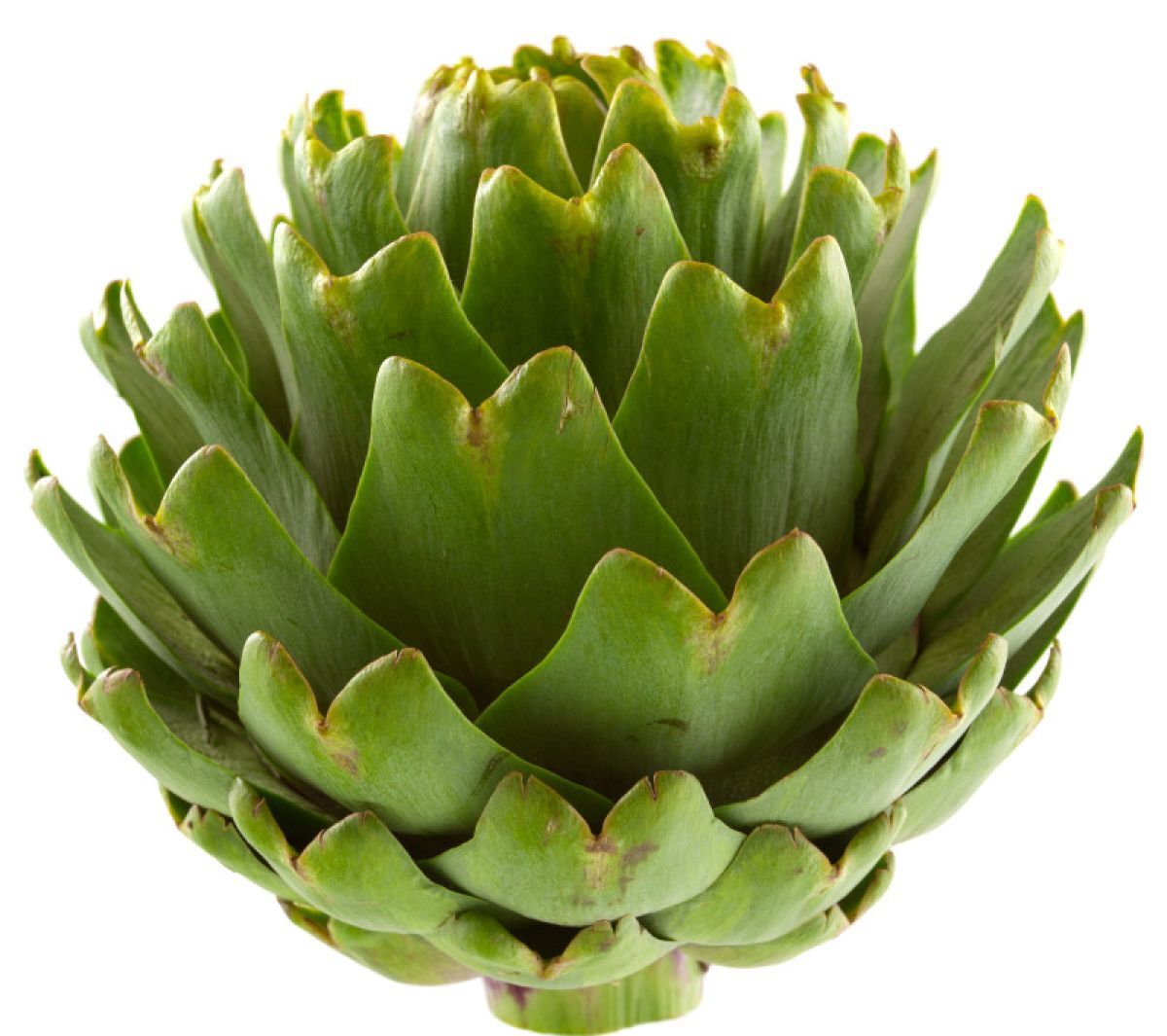 Alcachofra