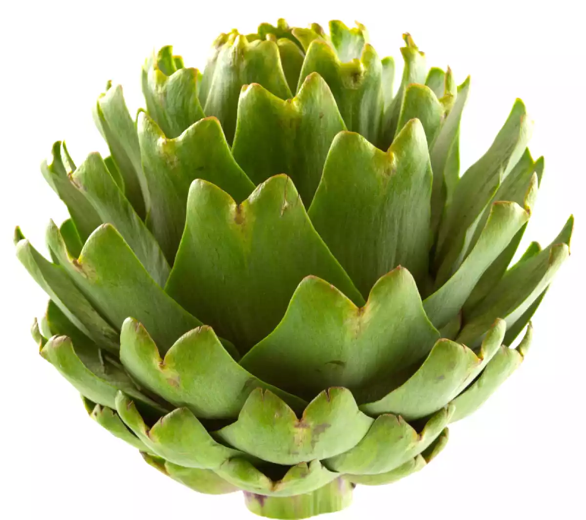 Alcachofra