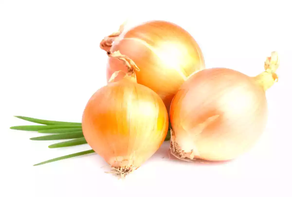 Cebola