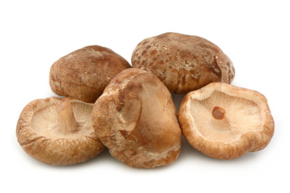 Shiitake