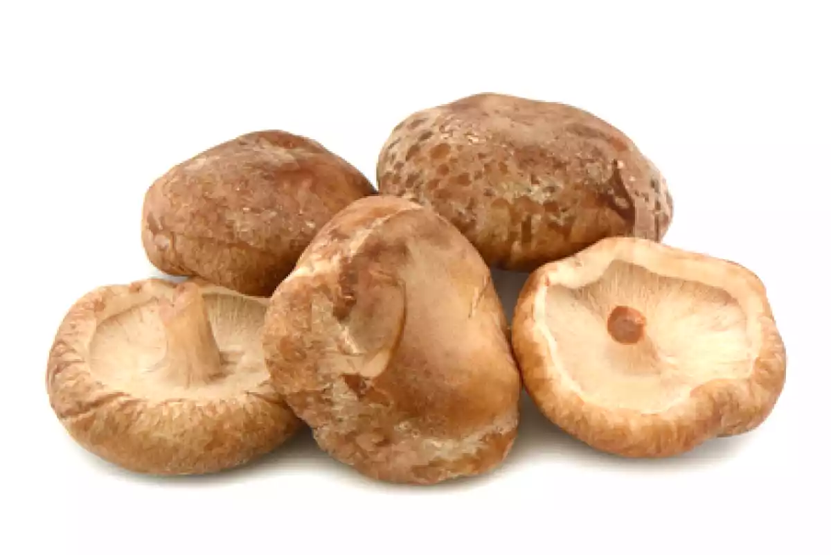 Shiitake