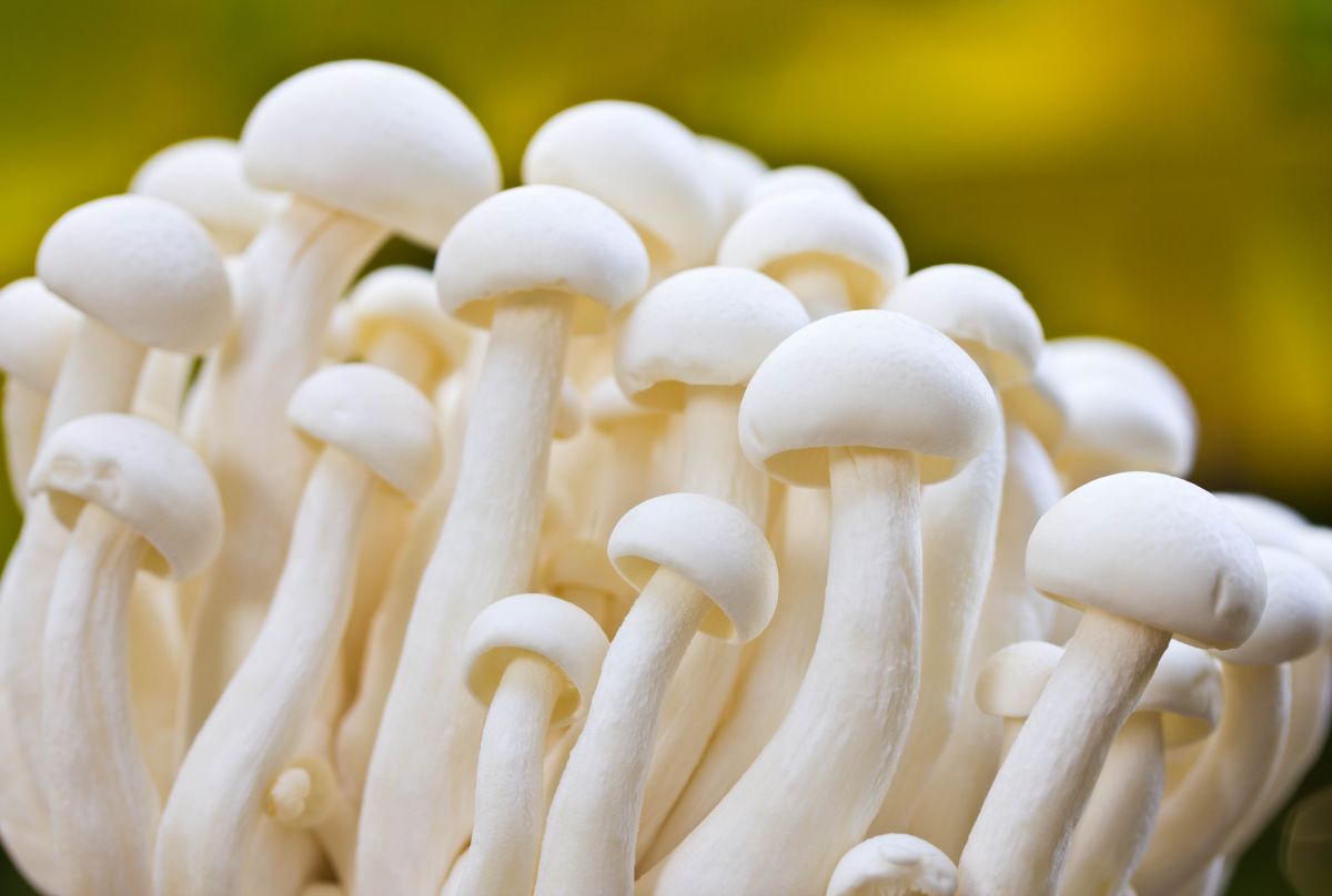 Enokitake