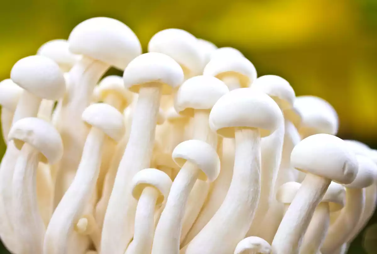 Enokitake