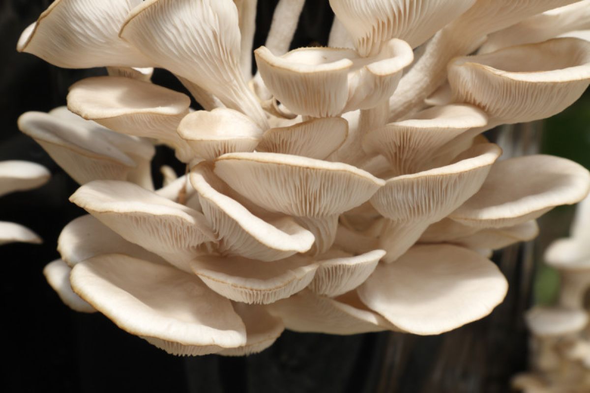 Pleurotus