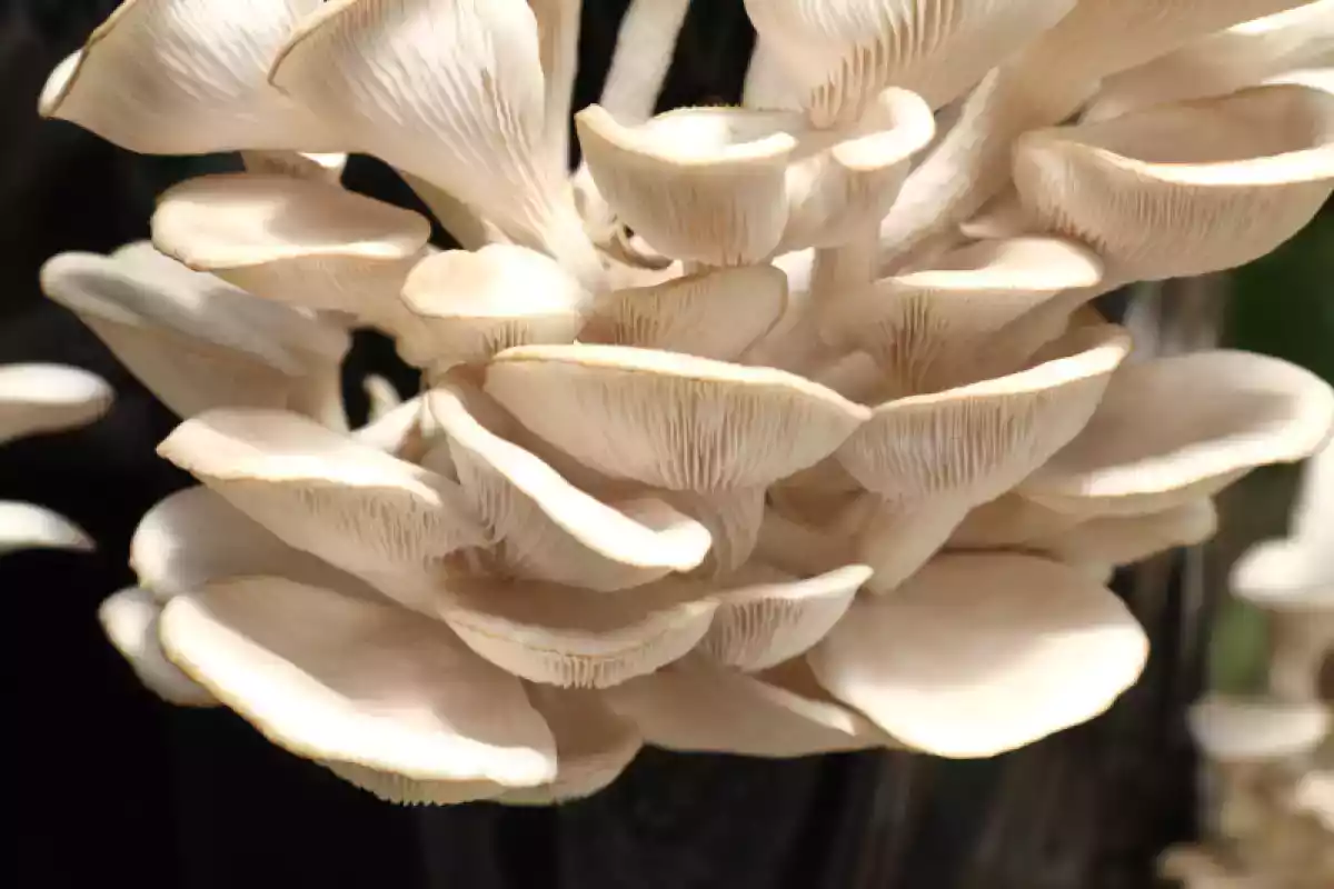 Pleurotus
