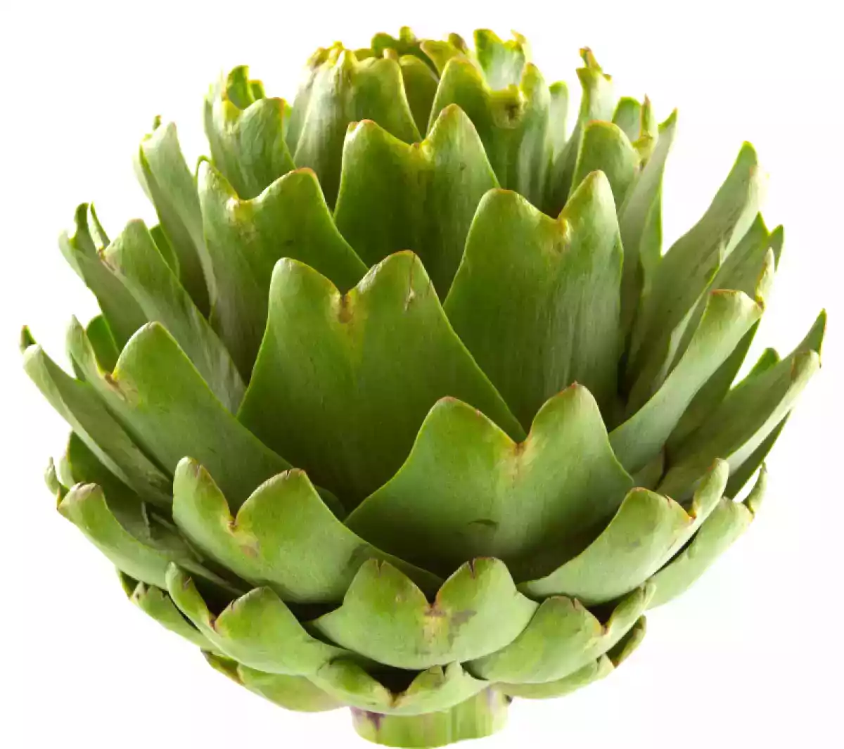 3- A alcachofra