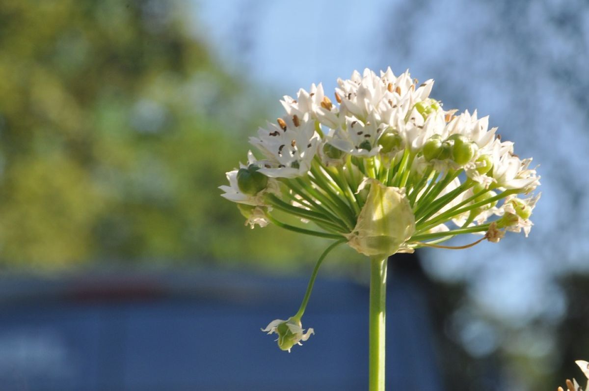 2. Flor de Cebolinha