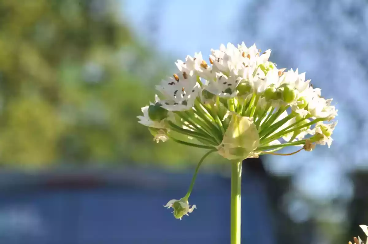 2. Flor de Cebolinha