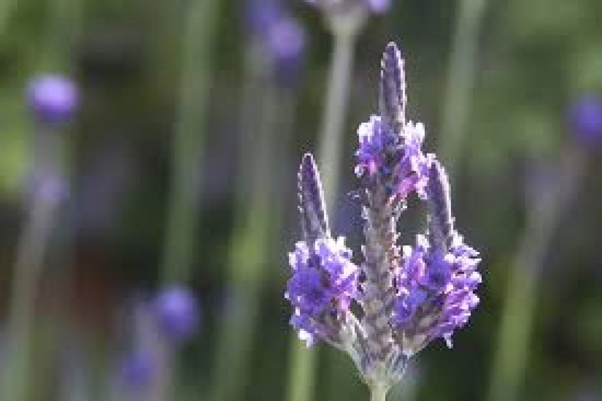 3. Lavanda