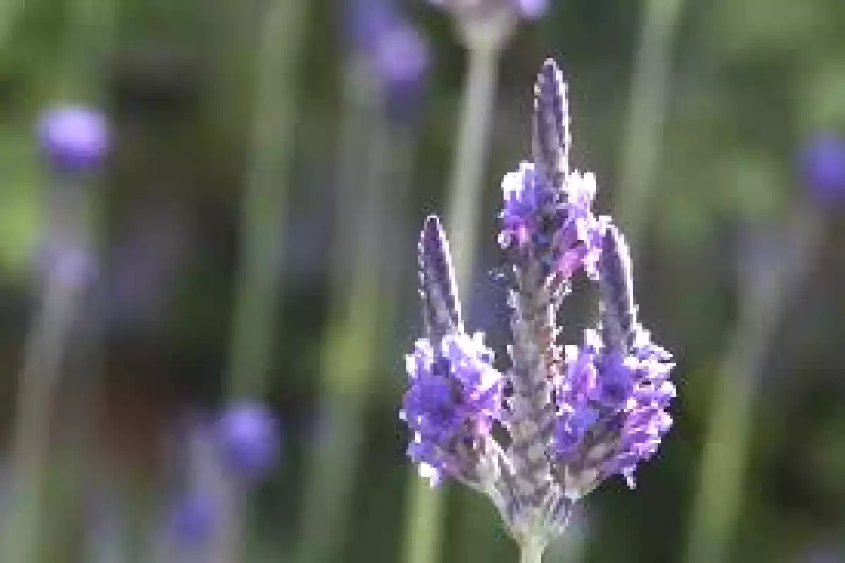 3. Lavanda