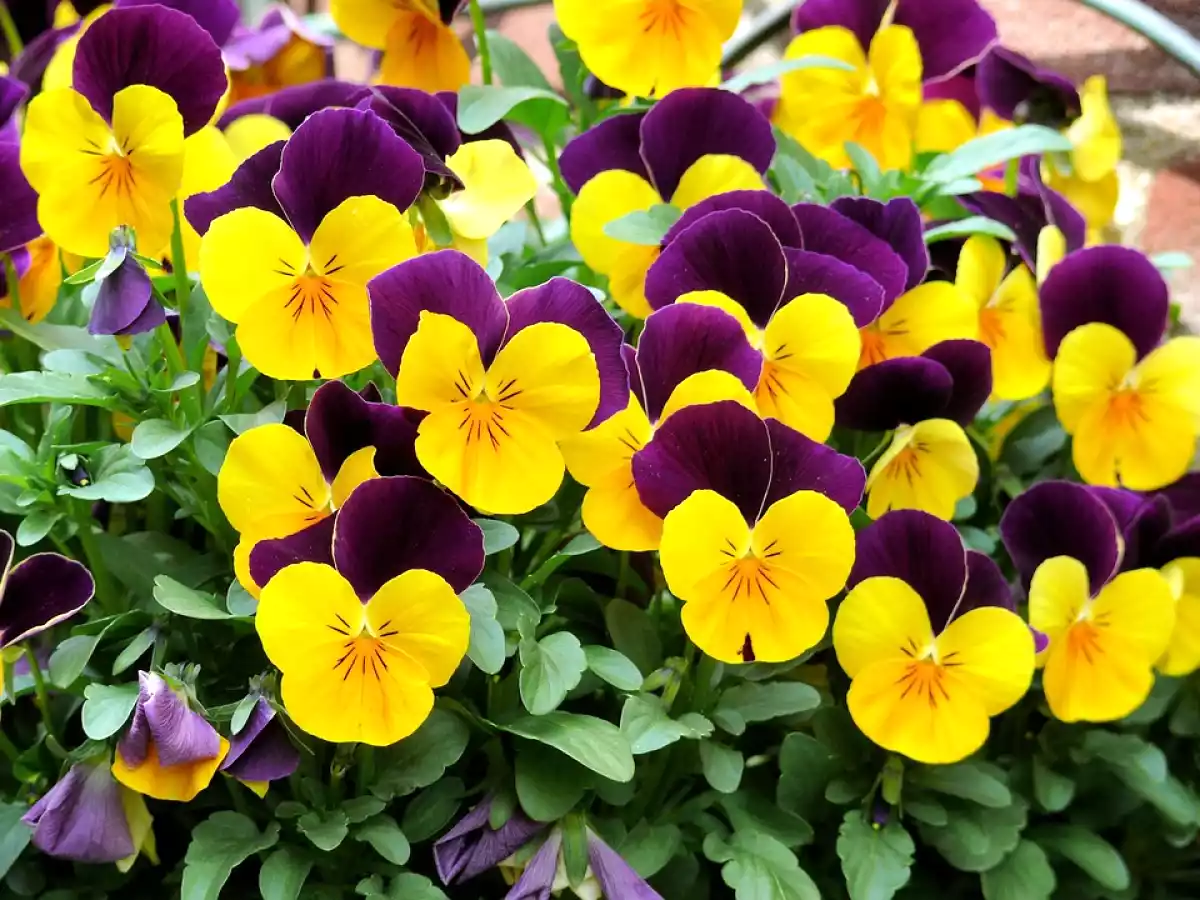 6. Violetas