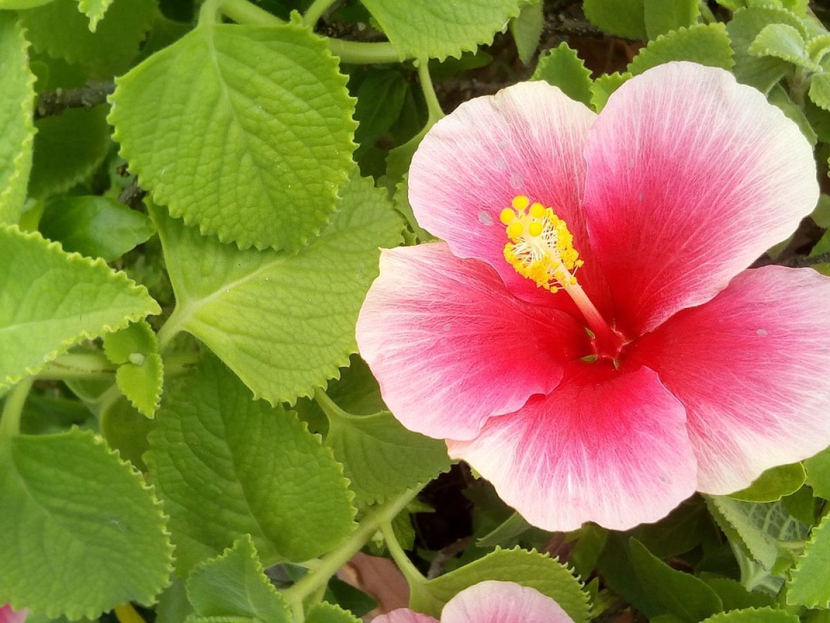 7. Hibiscos