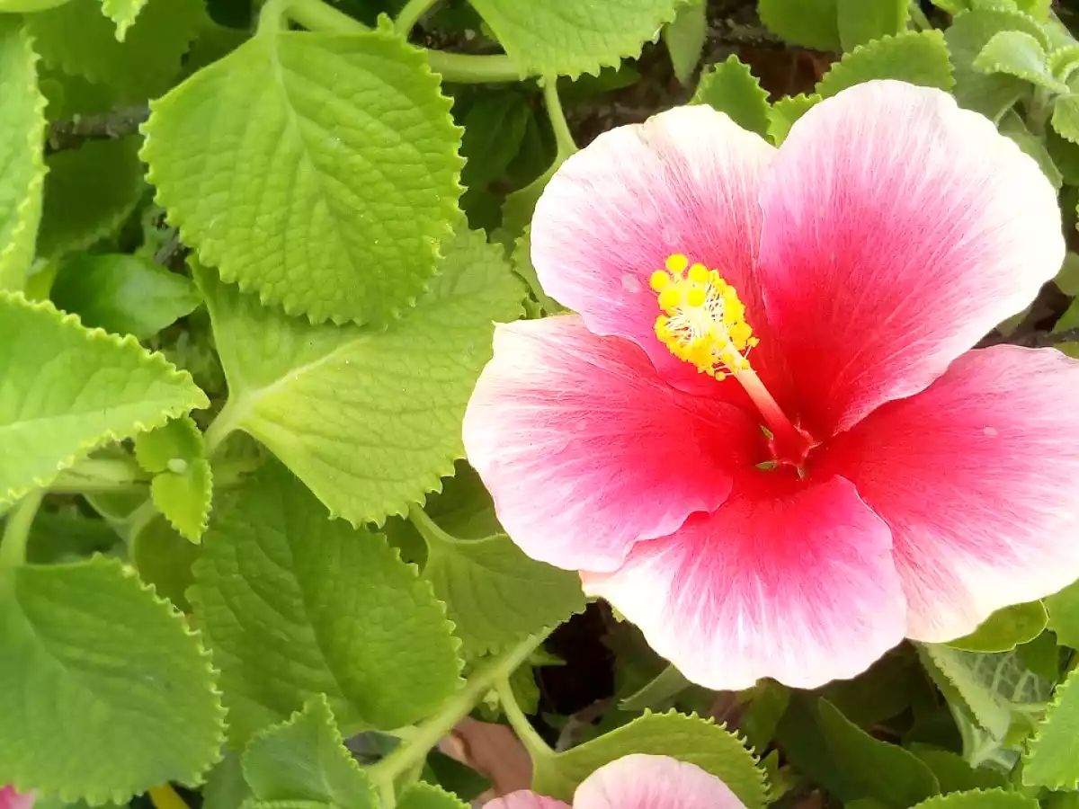 7. Hibiscos