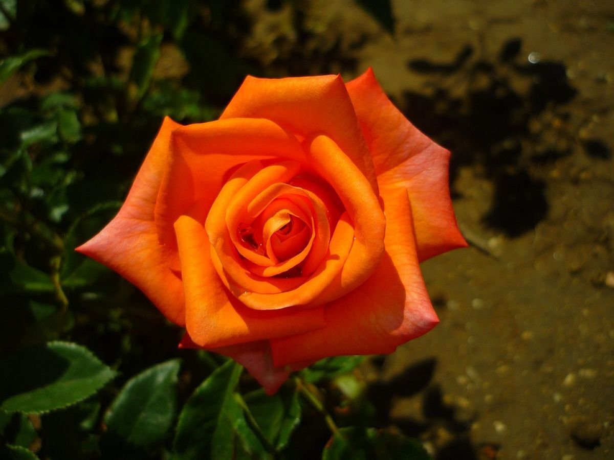 8. Pétalas de Rosas