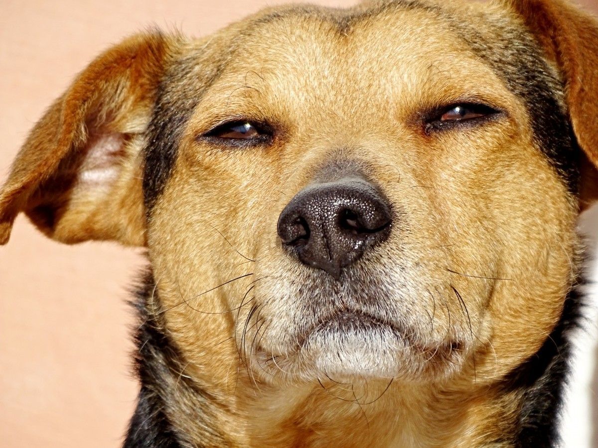 8. Diarreia canina