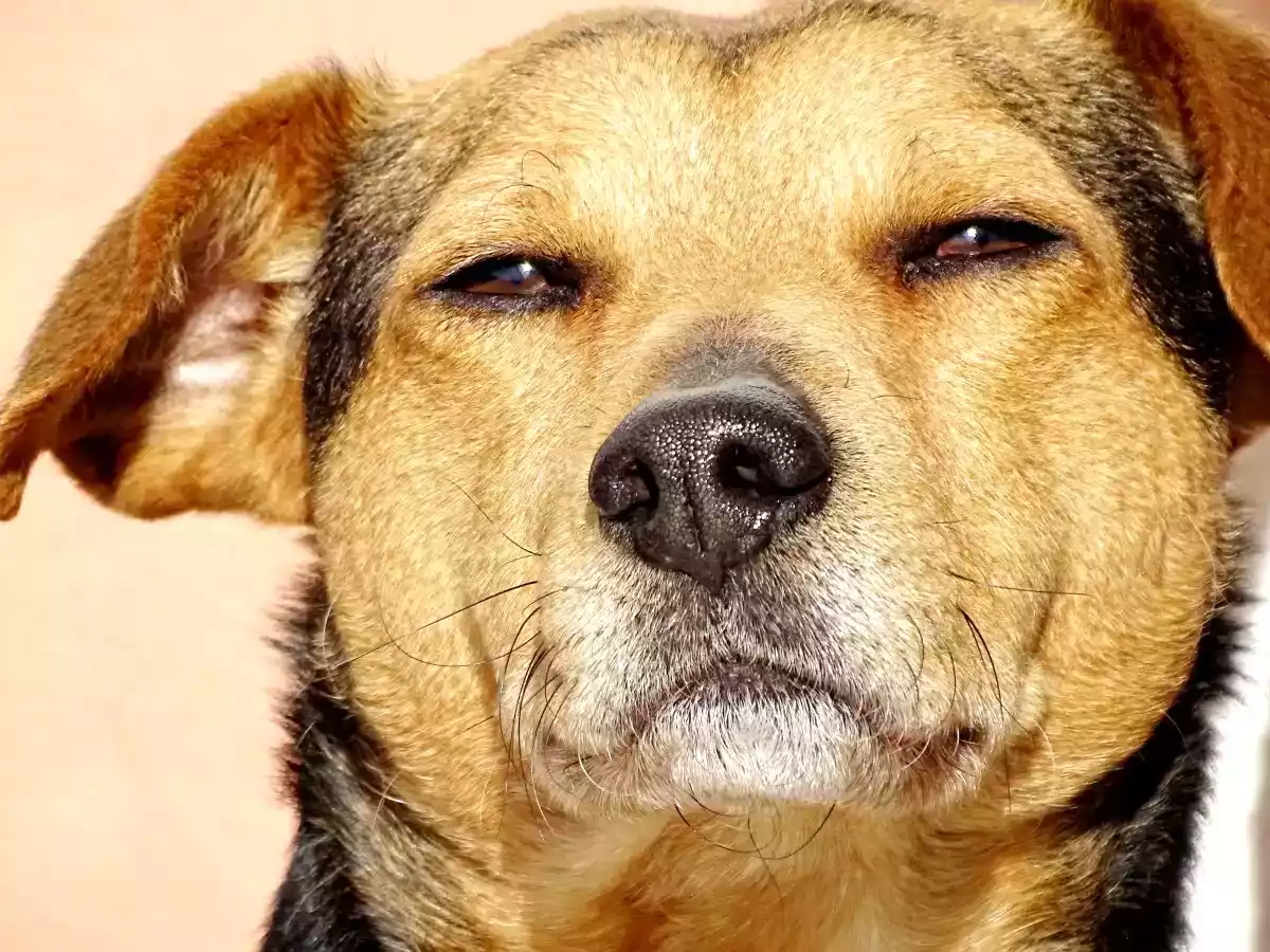 8. Diarreia canina