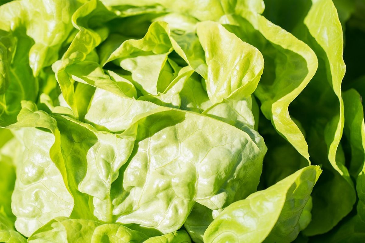 4. Folhas de Verduras
