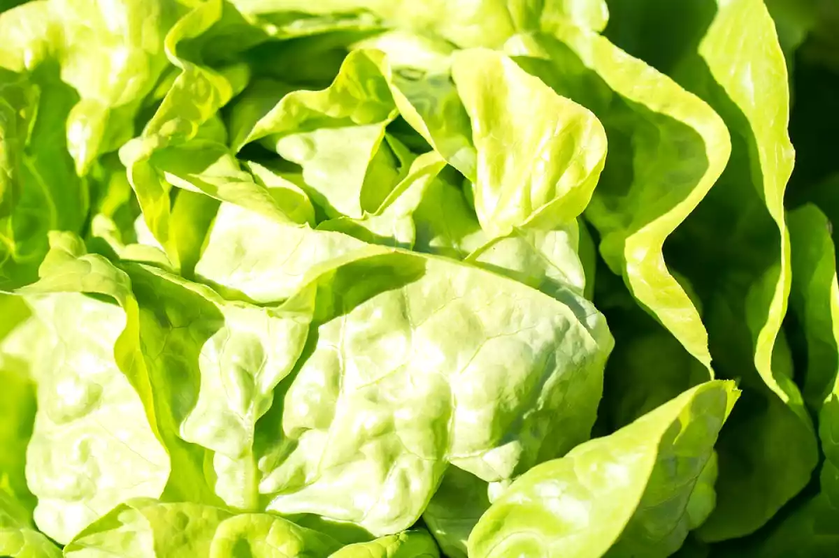 4. Folhas de Verduras