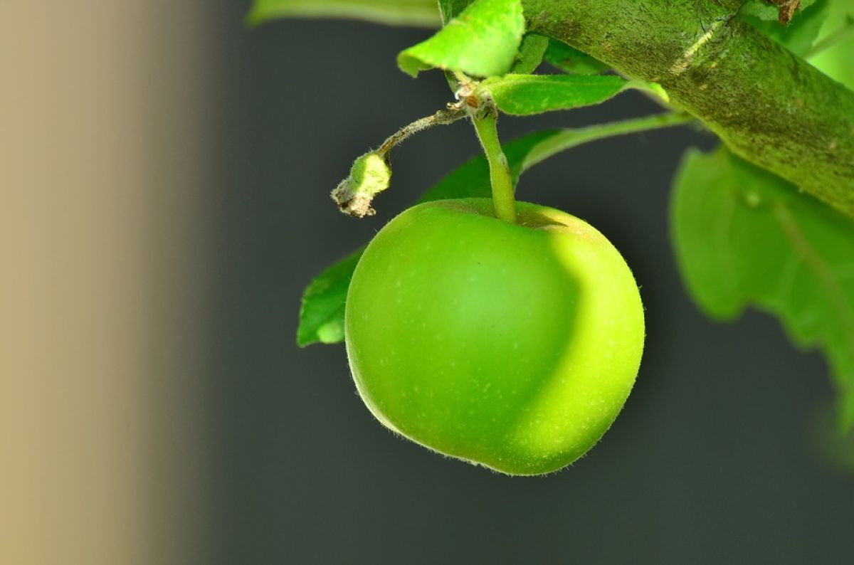 5. Conservar as maçãs na geladeira