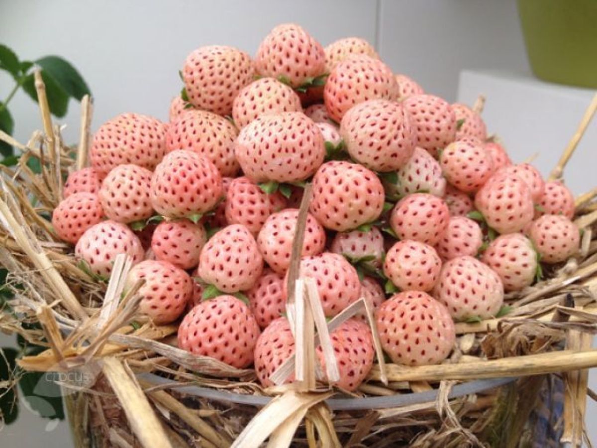 Curiosidades sobre o morango