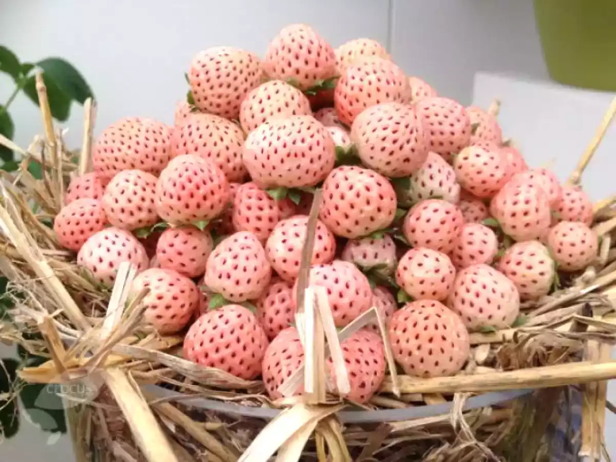 Curiosidades sobre o morango
