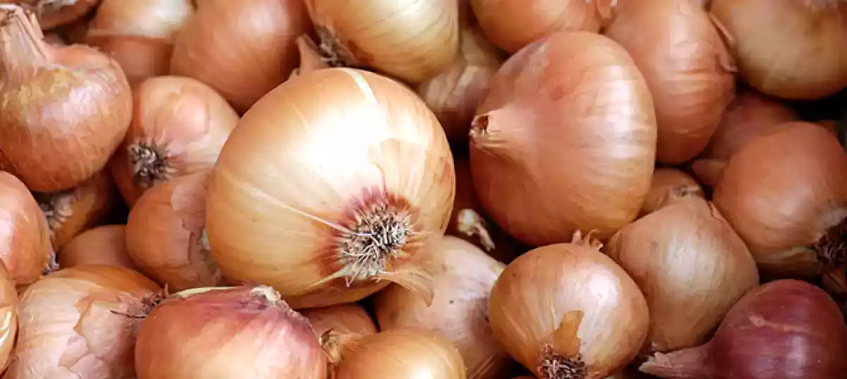CEBOLA