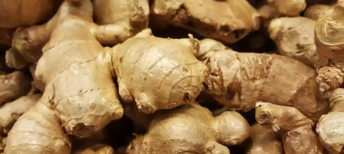 GENGIBRE