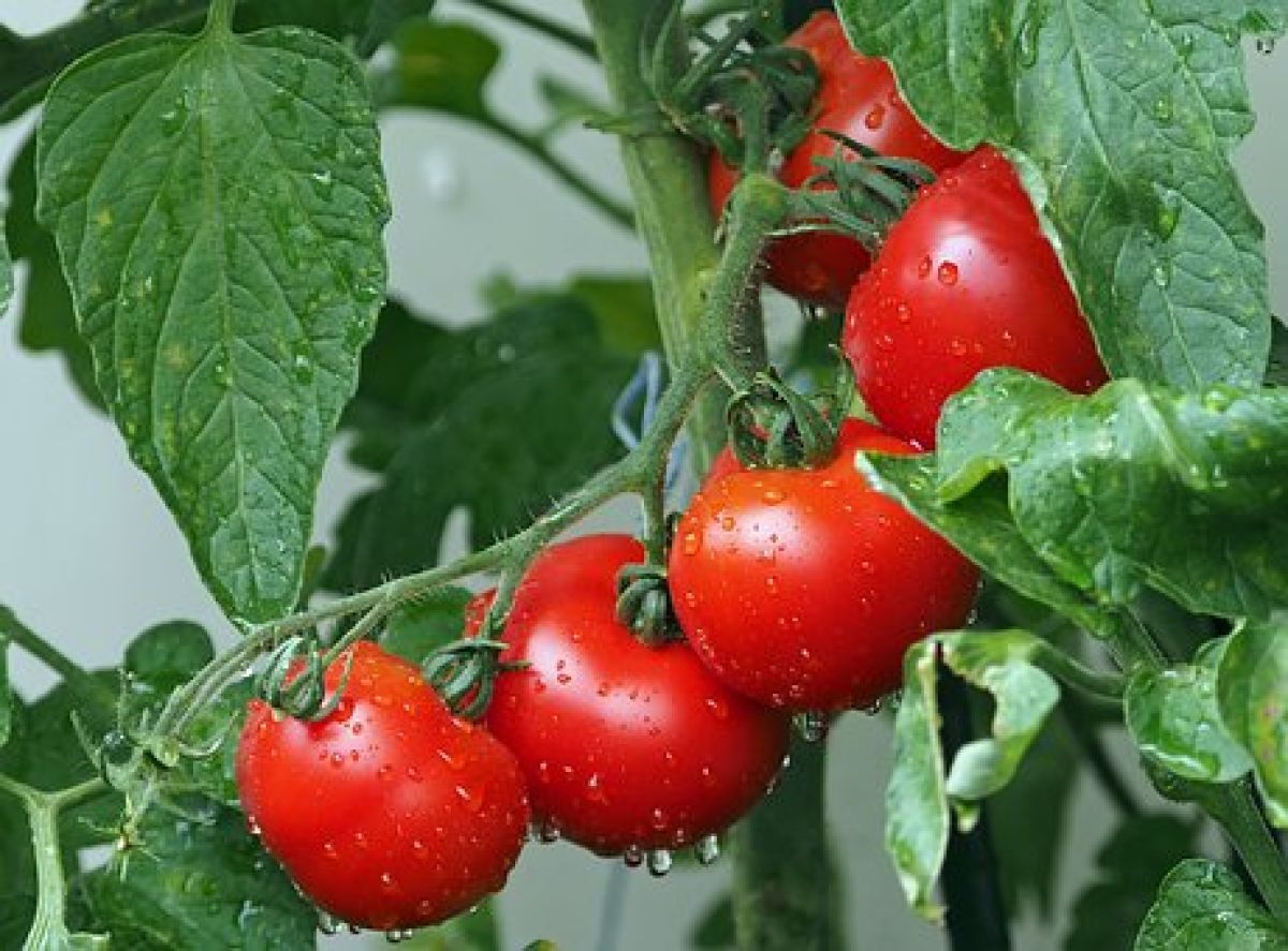 Tomate 93%