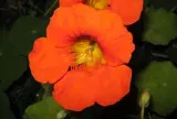 1. Flor Capuchinha