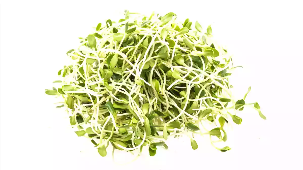Germinação de sementes: o gesto ultrafácil da primavera!