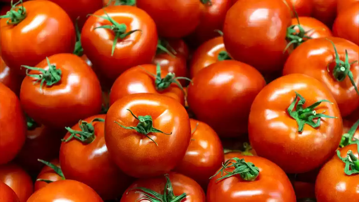 Tomates durando mais? Veja 5 dicas que realmente funcionam