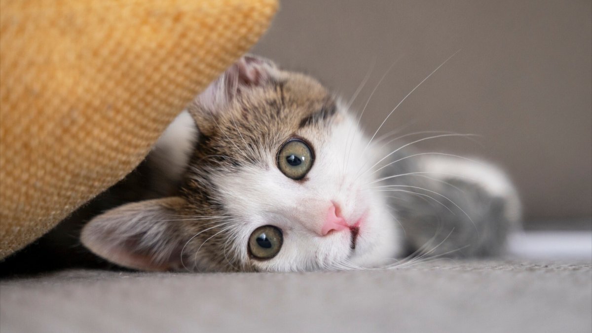 Por que você nunca deve dar leite ao seu gato: Entenda o risco