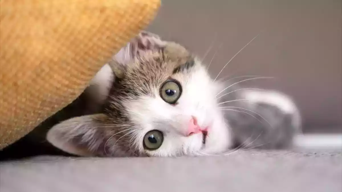 Por que você nunca deve dar leite ao seu gato: Entenda o risco