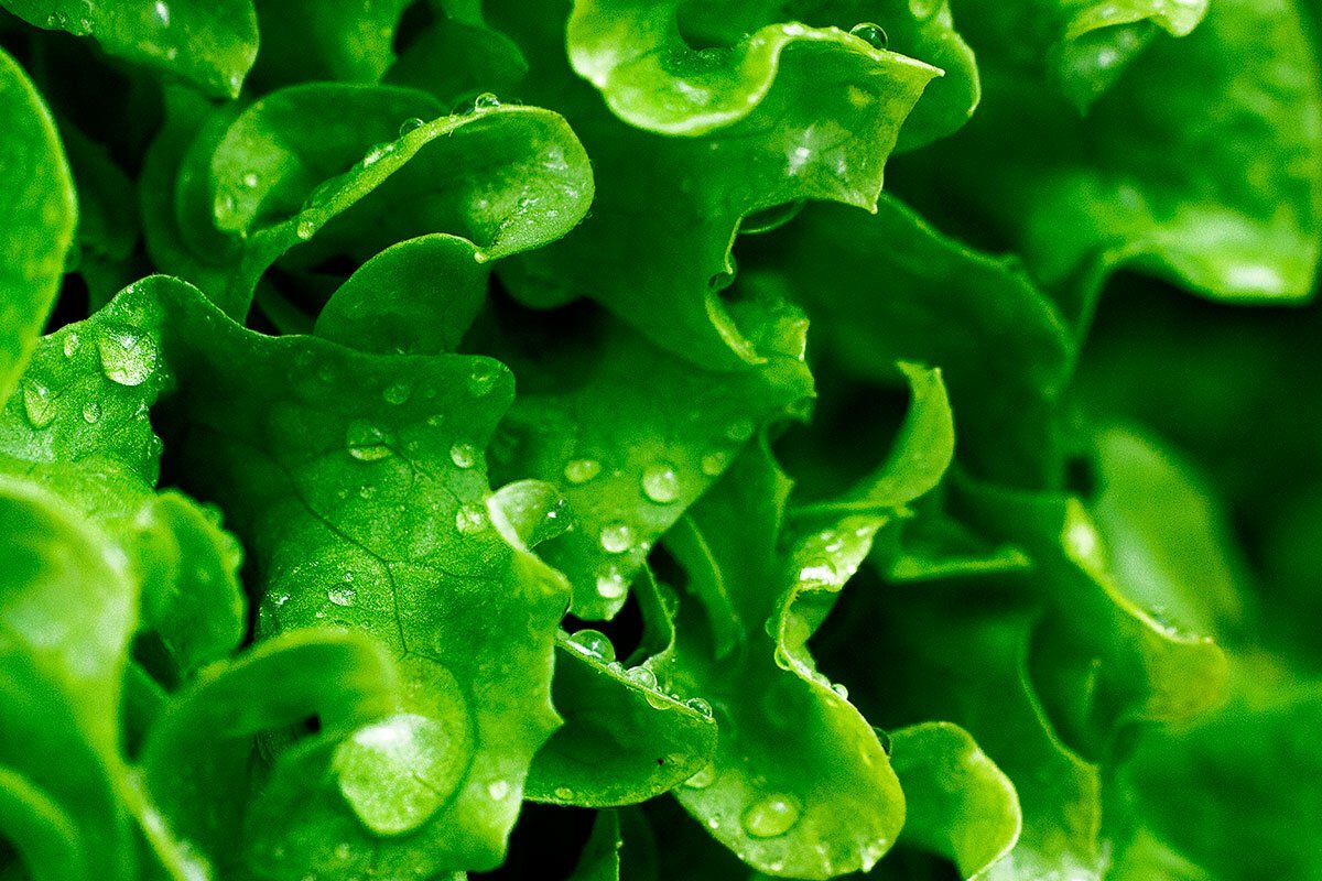 Essa dica permite manter a salada fresca por um mês sem esforço