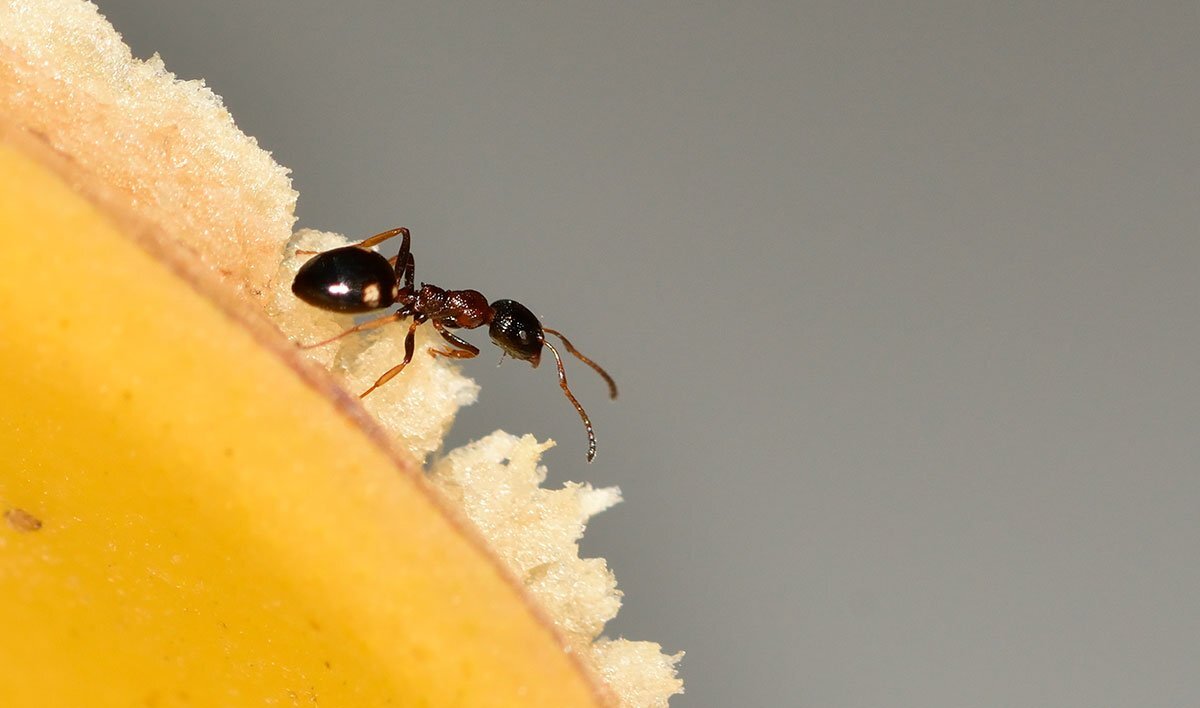 As cascas de banana podem afastar as formigas veja como usá-las naturalmente