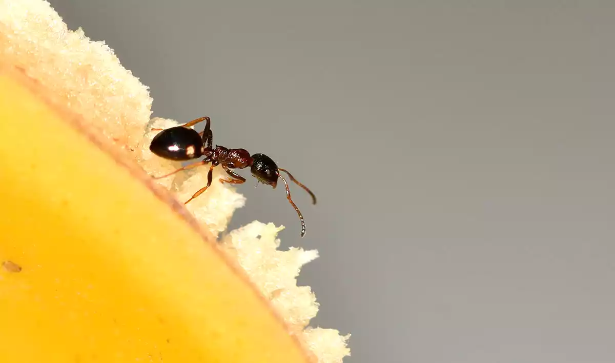 As cascas de banana podem afastar as formigas veja como usá-las naturalmente