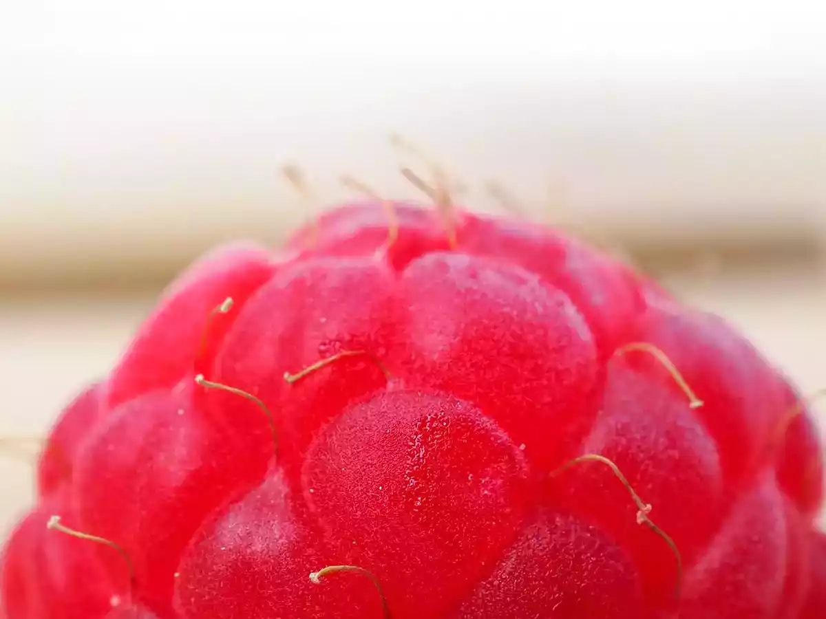 Para que servem os pequenos pelos nas framboesas? Aqui está a verdadeira função e é surpreendente