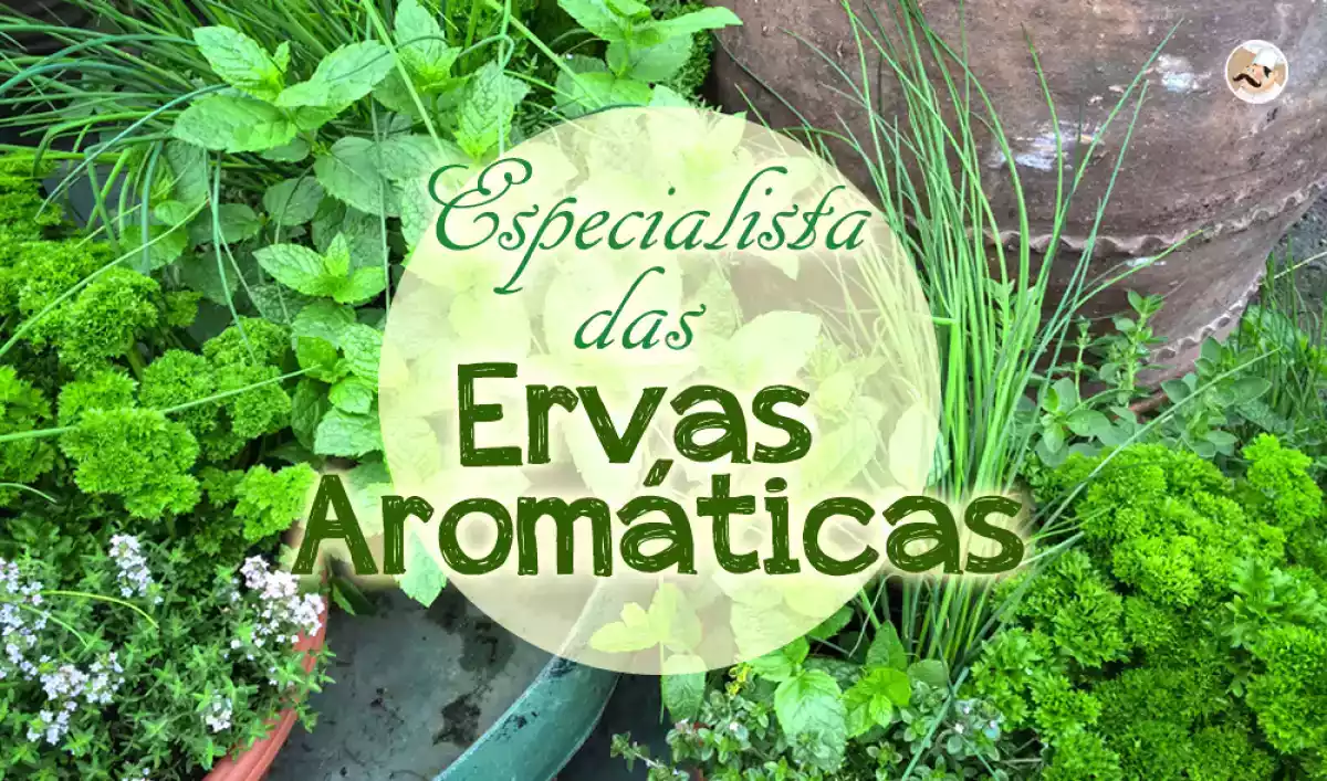 As ervas aromáticas: nada melhor para dar sabor e cheiro às nossas receitas!