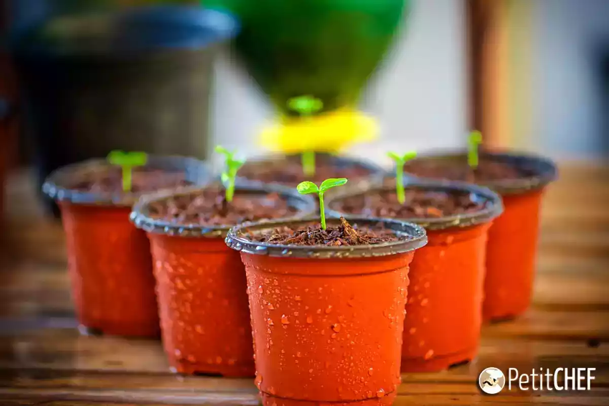 4 Frutas e Verduras que você compra uma vez e replanta sempre.