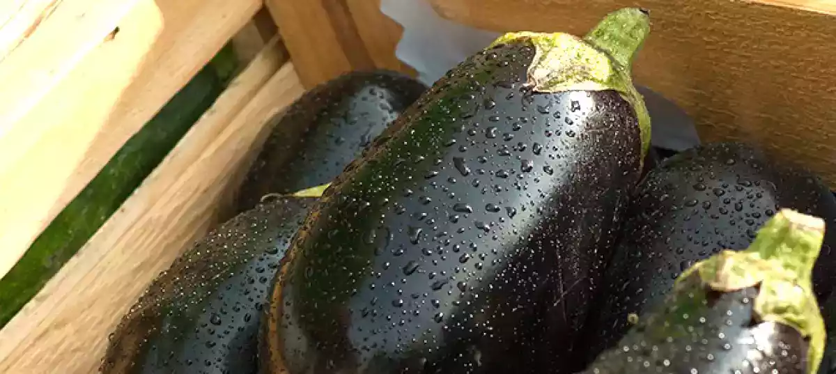 Como tirar o sabor amargo da berinjela