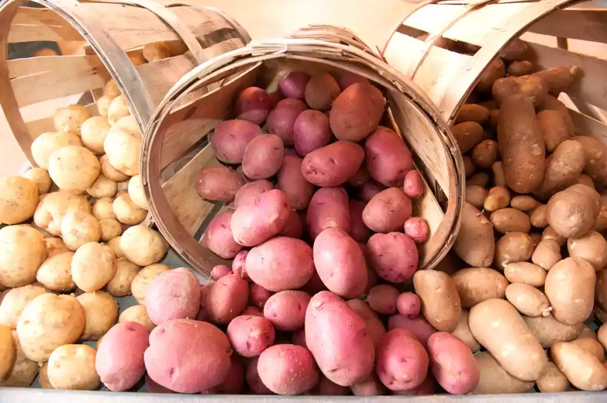 Descubra o tipo certo de batata para fritar, assar, cozinhar