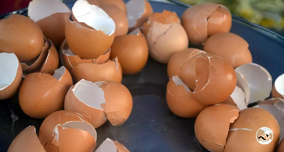 Como aproveitar as cascas dos ovos