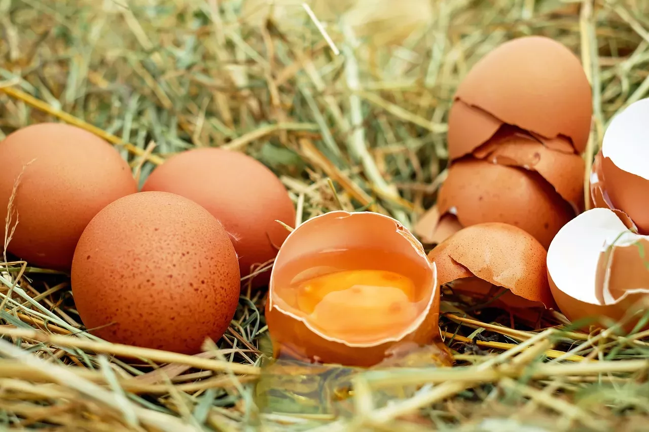 O que significa o código na casca do ovo?