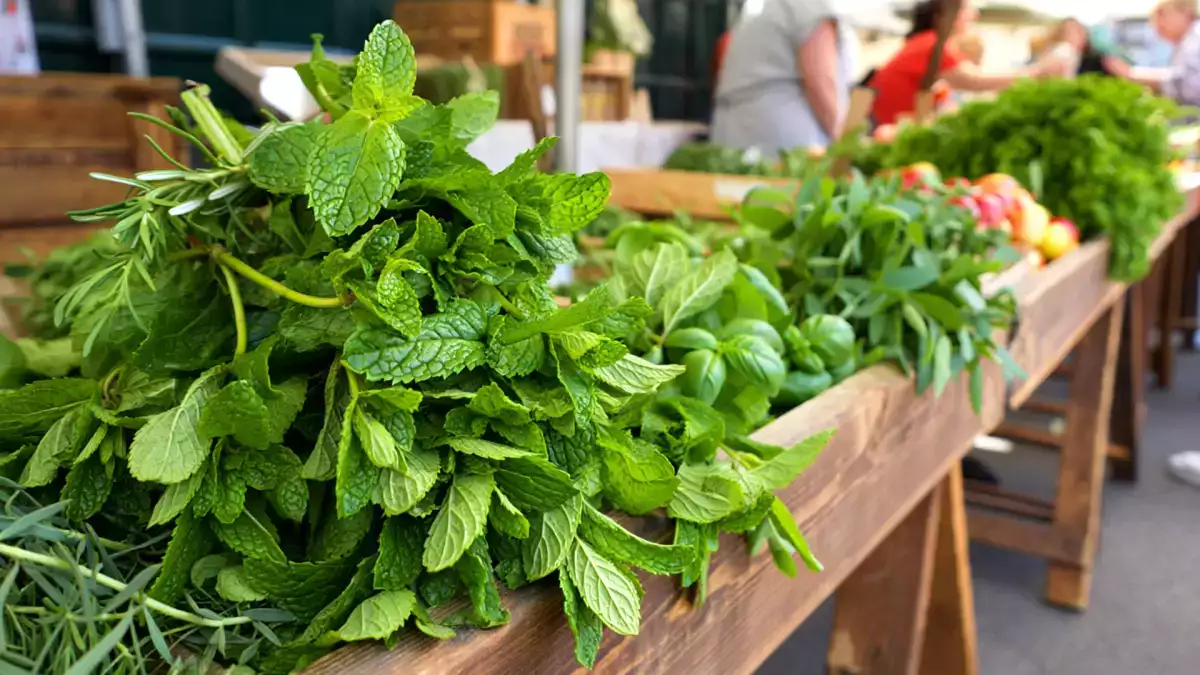 Nem toda hortelã é igual: descubra os 4 tipos mais usados e pare de errar no chá e na receita