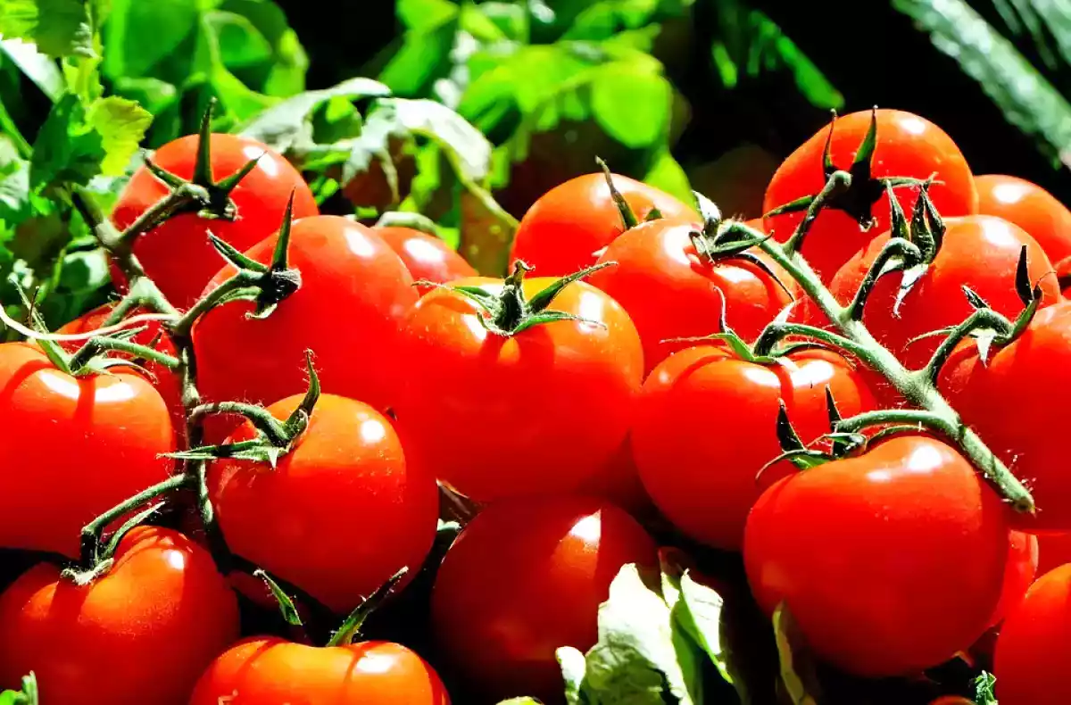 Como descascar os tomates facilmente?